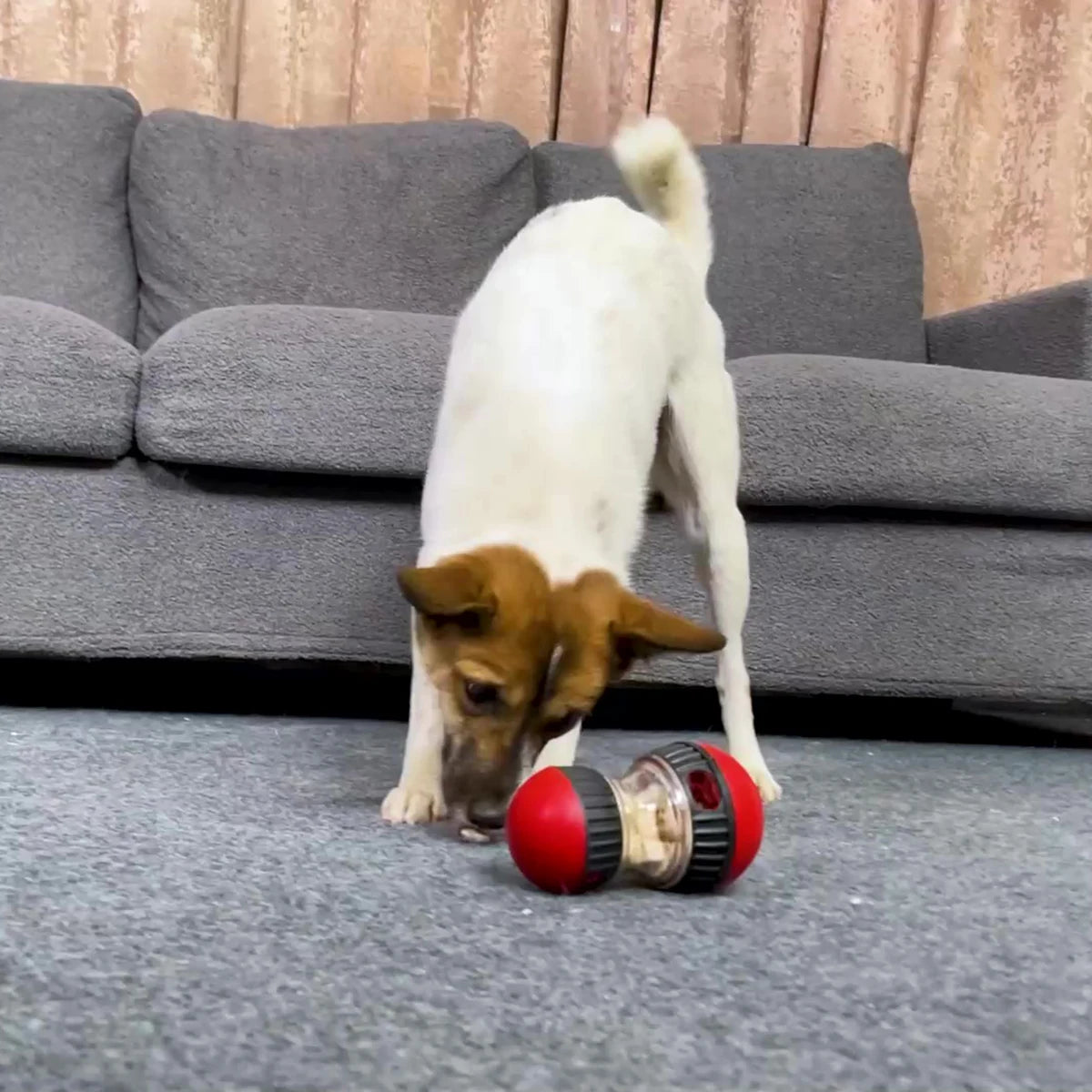 Interactive IQ-Boosting Pet Feeder Ball